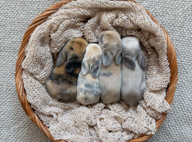 Mini Lops
