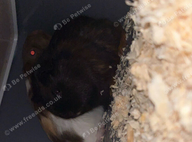 2 male guinea pigs needing a forever home.