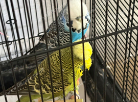 Lively Budgies Looking for a Loving Home