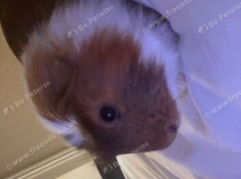 6 month old male