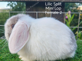 Young black mini lop