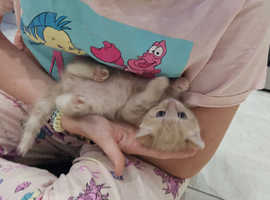 Custerd looking for her forever home