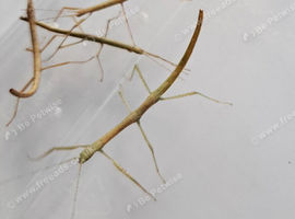 Indian Stick Insects - 3-4 cm long - Young