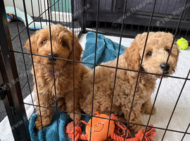 F1b Cavapoo Puppies 1 Boy 2 Girls