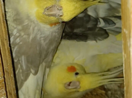 Proven Breeding Cockatiel Trio Split Fallow (with Xl Cage and nesting box)