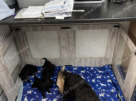 5* mini labradoodle DNA tested parents and grandparents