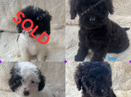 CAVAPOO PUPPiES