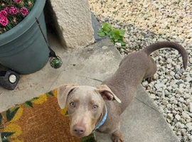Dachshund x staffy boy 1 year old