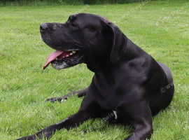 Kc, well proven, extensively health tested stud