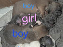 Frenchie baby's look for forever home