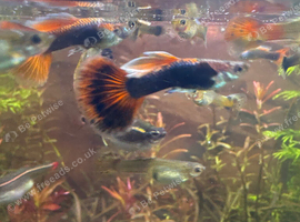 Free guppies (mix)