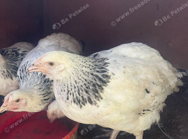 4 light Sussex pullets