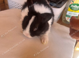 Mini lop