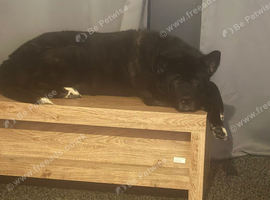 Looking for Akita puppy