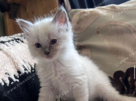 Beautiful Ragdoll kittens