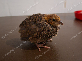 Mixed Japanese coturnix quail
