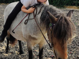 11.3HH Loan or Sale Project Pony mare mounted games