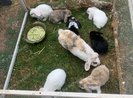 Baby lops for sale