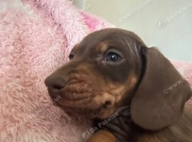 Miniature Dachshund