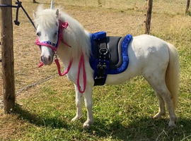 Perfect Therapy/Lead Rein Pony