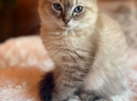 Ready now! Last female  Rare mink lynx ragdoll