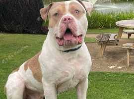 Amazing American bulldog stud