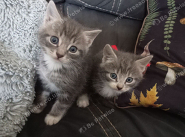 Wonderful 2 Grey Kittens