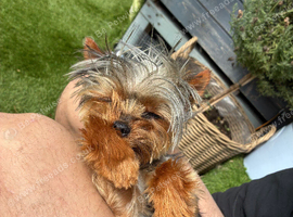 Kc Small Yorkshire terrier stud