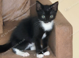 Ive got 4 kittens