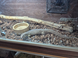 adult ackie monitor