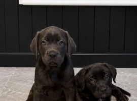 Cane Corso puppies available