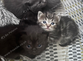 5 half ragdoll kittens