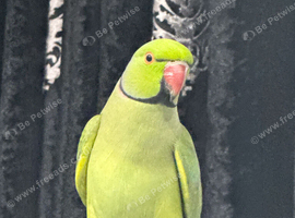 Trading a male ringneck for a female ringneck.