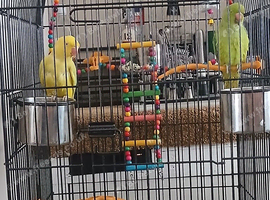 1 x Green + 1 x yellow pied ringneck + cage