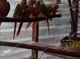 Pineapple conures
