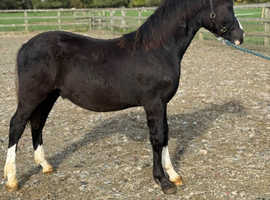 Welsh sec c colt