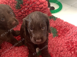 Gorgeous 6 week old boy