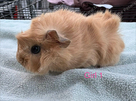 Gorgeous Female & Male piggies