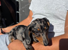 Dapple dachshund