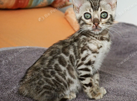 Bengal Girl Kitten Brown Rosette