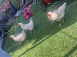4 young roosters