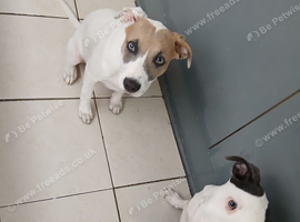Female staffy labs sisters