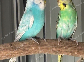 Breeding pair of budgies