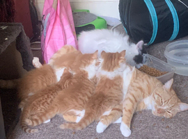 Kittens for sale only &pound;70they&rsquo;re very friendly&small