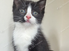 2 kittens for sale