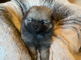 Beautiful kc Pomeranian puppies