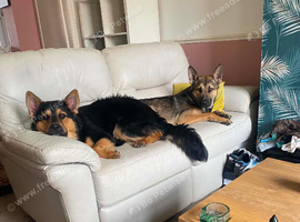 2 male shepskys
