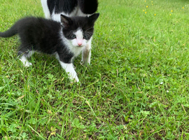 2 male kittens