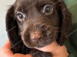 Beautiful 8 week old cocker spaniel puppies