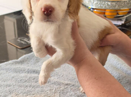 Cockapoo f1 pups &times;3